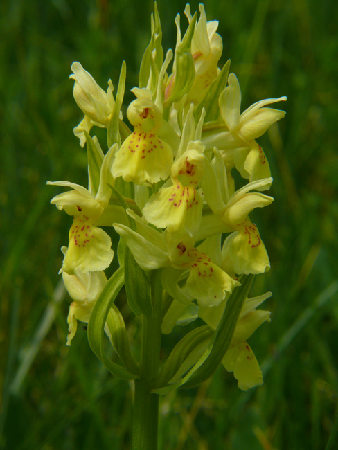 Dactylorhiza sambucina